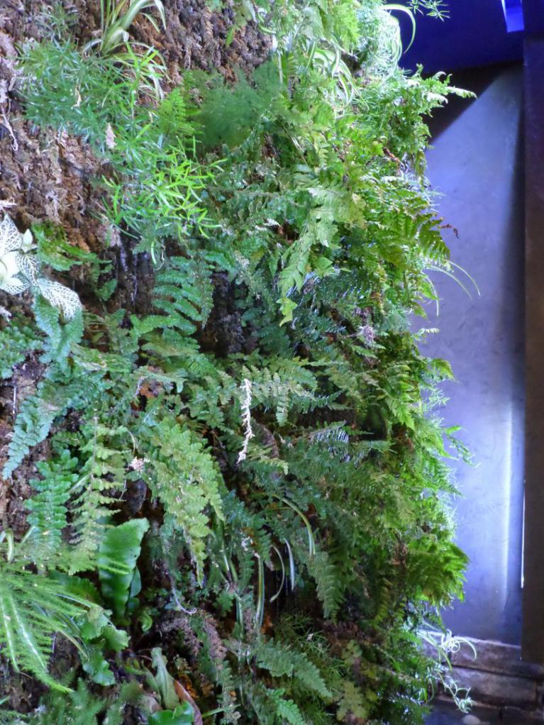 Détail des plantes après quelques mois après la plantation. Détail des plantes après quelques mois après la plantation.